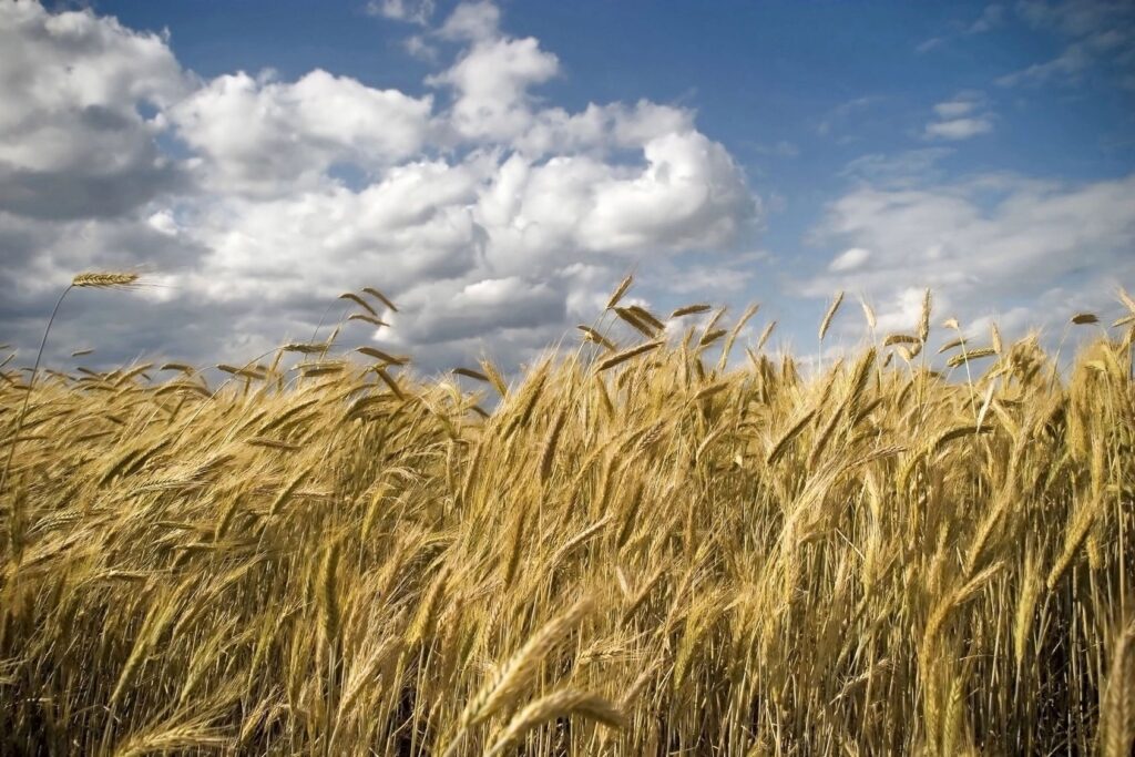 Crops will have a higher yield with the help from a crop consultant/agronomist