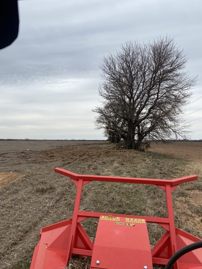 tree mulching