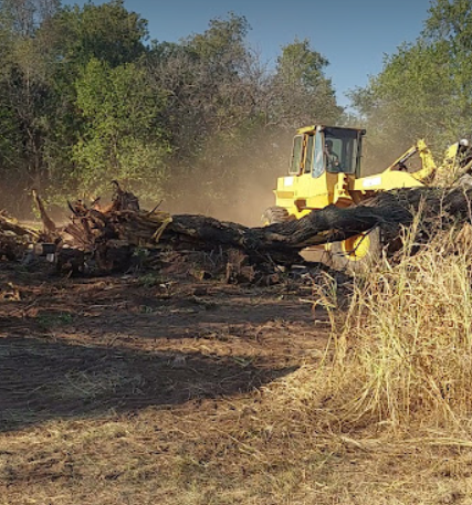 tree removal